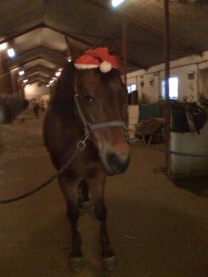 New Forest Tanholts Mamba - med nissehue:) billede 11