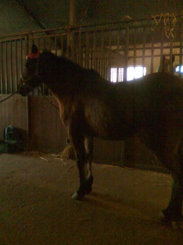 New Forest Tanholts Mamba billede 12