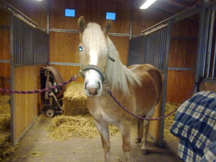 Haflinger Unika<3 Solgt! billede 1