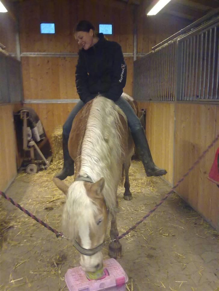Haflinger Unika<3 Solgt! billede 2