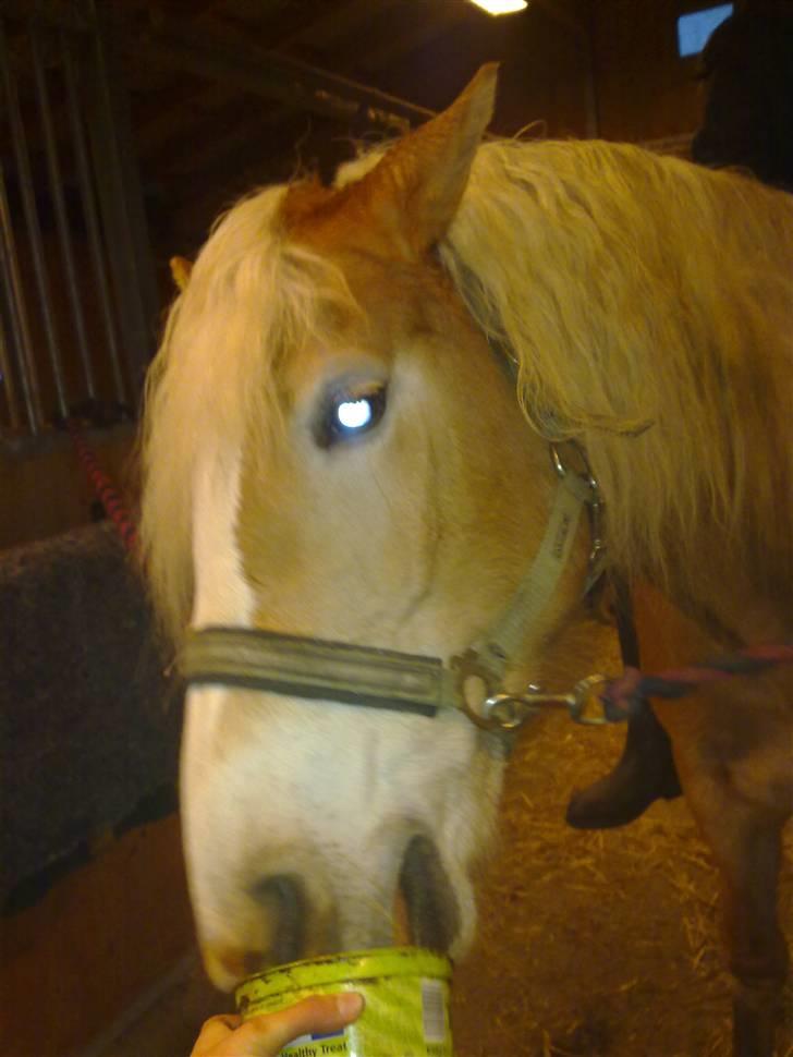 Haflinger Unika<3 Solgt! billede 3