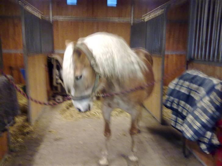 Haflinger Unika<3 Solgt! billede 4