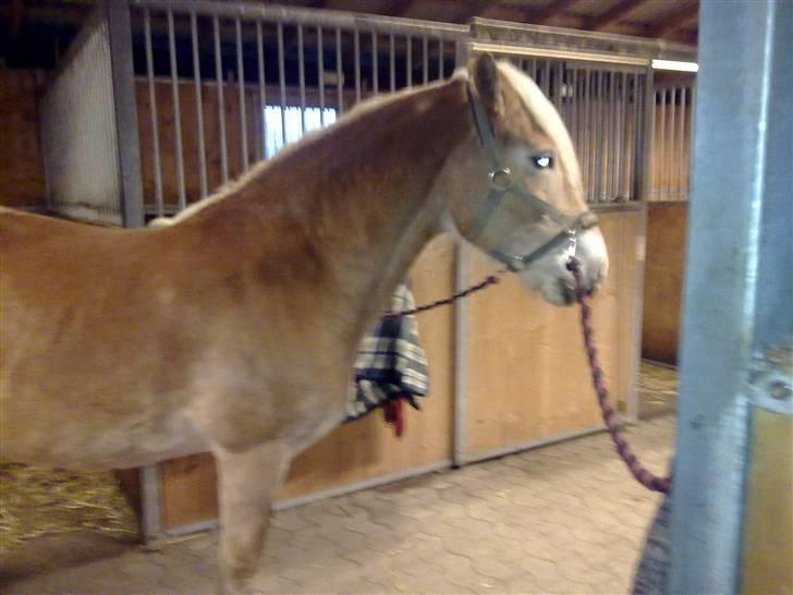 Haflinger Unika<3 Solgt! billede 5