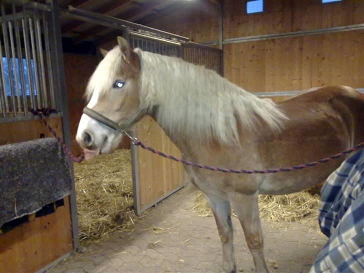 Haflinger Unika<3 Solgt! billede 6