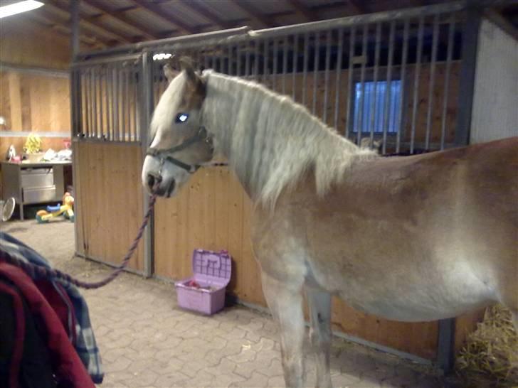 Haflinger Unika<3 Solgt! billede 7