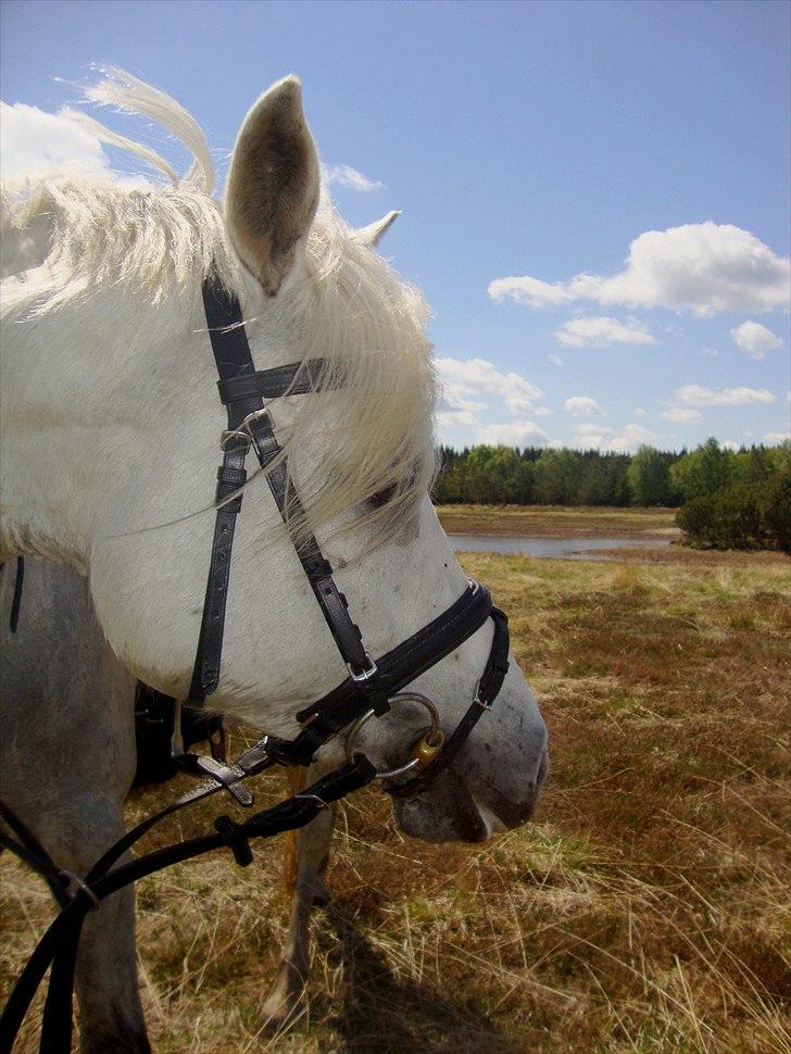Connemara Lilleskov´s Juvel - Juvel, ved skovsøen på rytterlejr 2010 <3 billede 12