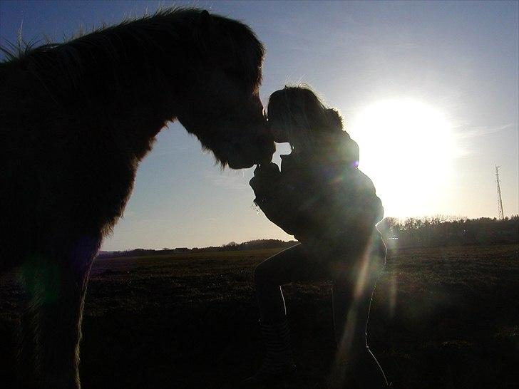 Fjordhest R.i.p alex billede 1