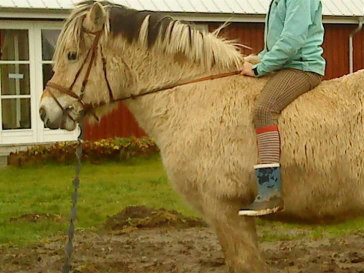 Fjordhest R.i.p alex billede 2