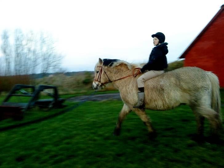 Fjordhest R.i.p alex billede 3