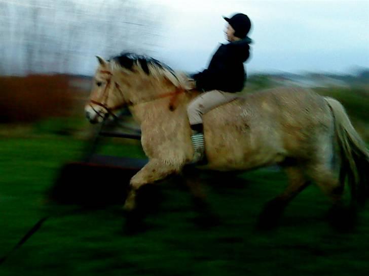 Fjordhest R.i.p alex billede 4