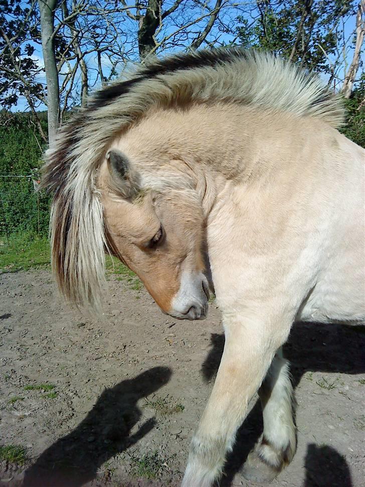 Fjordhest R.i.p alex billede 5