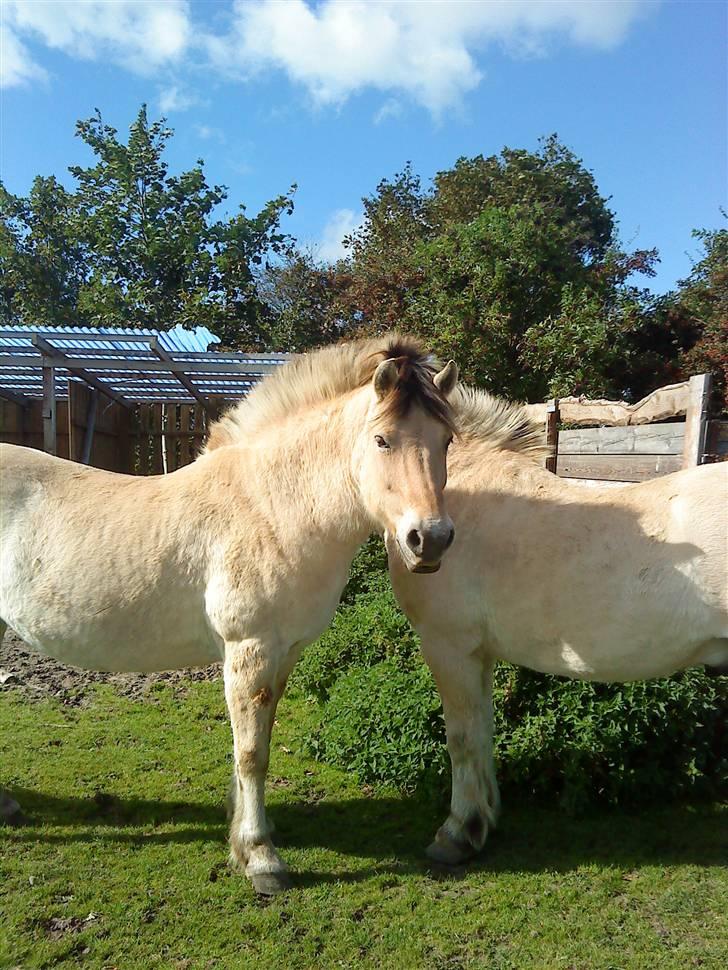 Fjordhest R.i.p alex billede 6