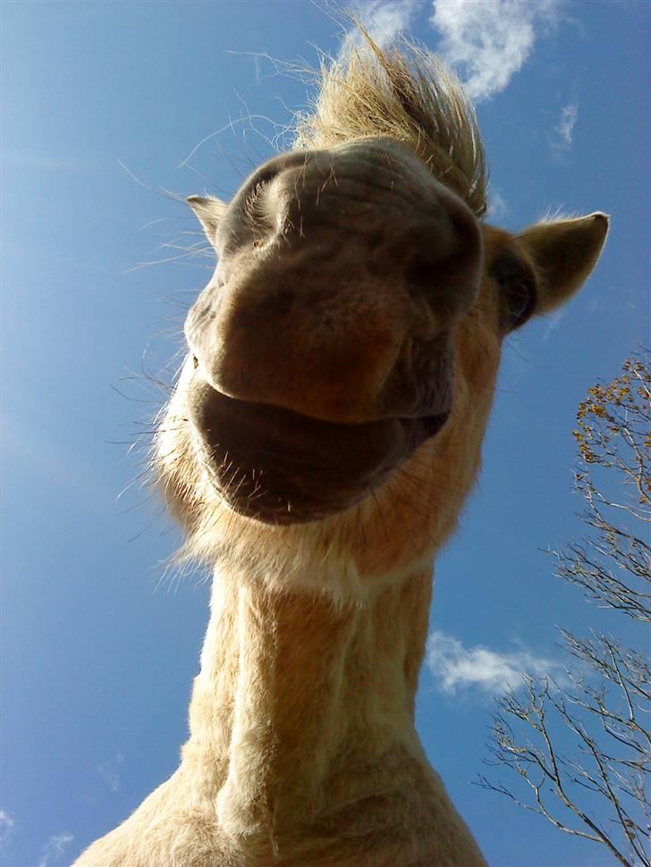 Fjordhest R.i.p alex billede 7