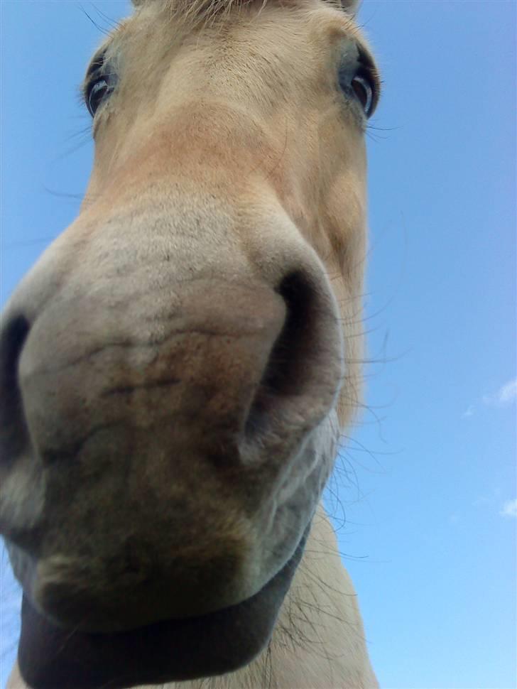 Fjordhest R.i.p alex billede 8