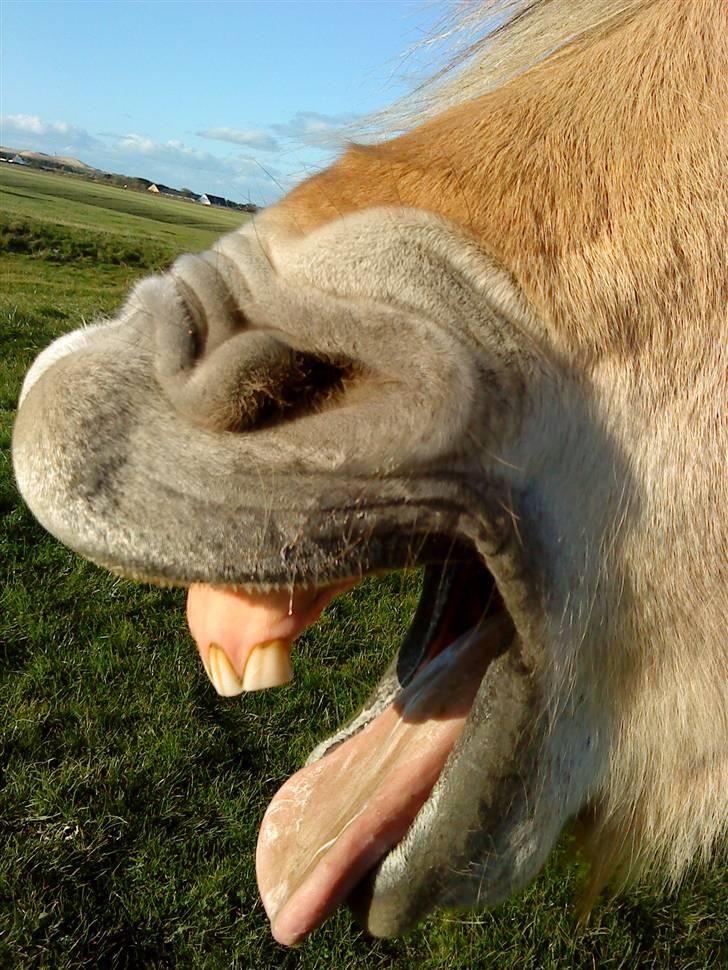 Fjordhest Sif billede 11