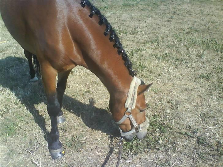 Anden særlig race Buster billede 2