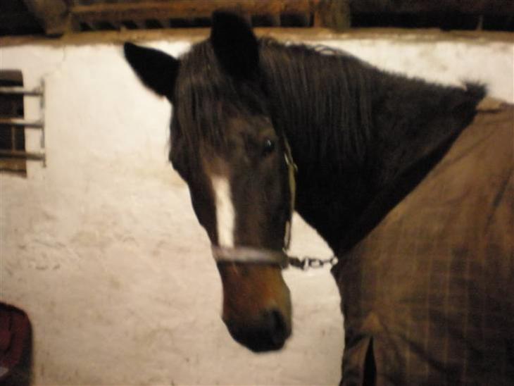 {{currentPhoto.altText}} billede {{currentPhoto.number}}