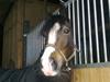 Welsh Pony af Cob-type (sec C) Sharona [Tidl. part]