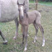 Palomino Bryggergårdens Armani