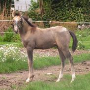 Palomino Bryggergårdens Armani