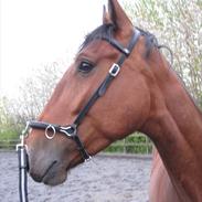 Oldenborg Pito's Frederik *SOLGT*