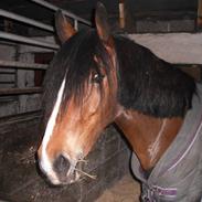 Welsh Cob (sec D) Lindbergs Fashion R.I.P d. 14/3-12