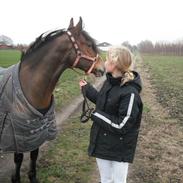 Welsh Cob (sec D) Lindbergs Fashion R.I.P d. 14/3-12