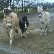 Anden særlig race Hercules | Solgt :'( |