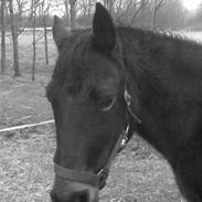 DSP Bucksélea Vunik