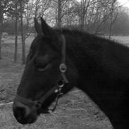 DSP Bucksélea Vunik