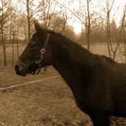 DSP Bucksélea Vunik