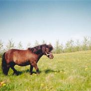 Shetlænder *Prins - R.I.P.*
