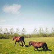 Shetlænder *Prins - R.I.P.*