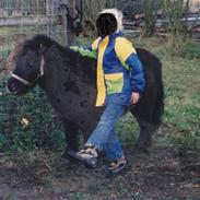 Shetlænder *Prins - R.I.P.*