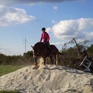 Welsh Pony af Cob-type (sec C) Bolheims Anja