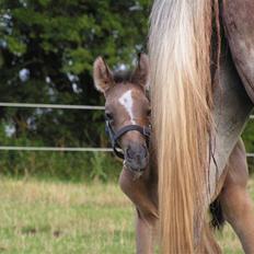 Palomino Bryggergårdens Armani