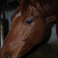 Dansk Varmblod F.A Royal <3