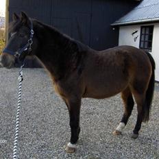 DSP Bente AFLIVET marts 2011