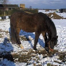 DSP Bente AFLIVET marts 2011