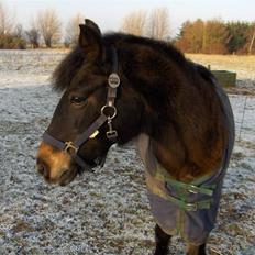 DSP Bente AFLIVET marts 2011