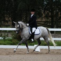 Welsh Partbred (Sec F) Myrebjergets Skywalker-A pony