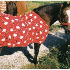 Welsh Mountain (sec A) Dizzy