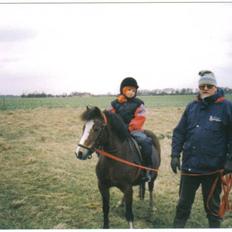 Welsh Mountain (sec A) Dizzy