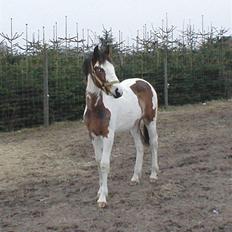 Pinto Painted Destiny