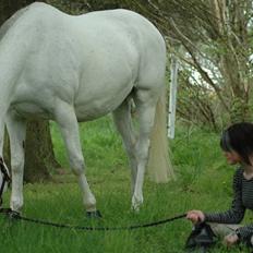 Trakehner Rose Moon