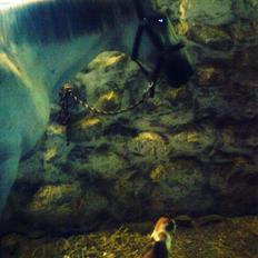 Trakehner Rose Moon