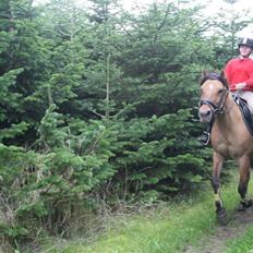 Anden særlig race Trøffel -SOLGT