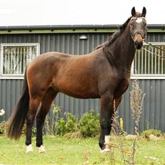 Dansk Varmblod La'cour De'lux