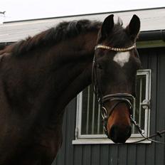 Dansk Varmblod La'cour De'lux