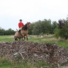 Anden særlig race Trøffel -SOLGT